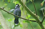 Barred Antshrike